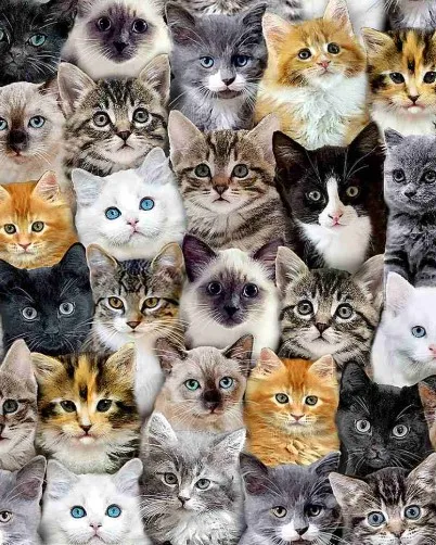 Cat Boxers